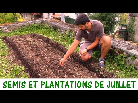 Vidéo: Plantation Correcte Des Semis