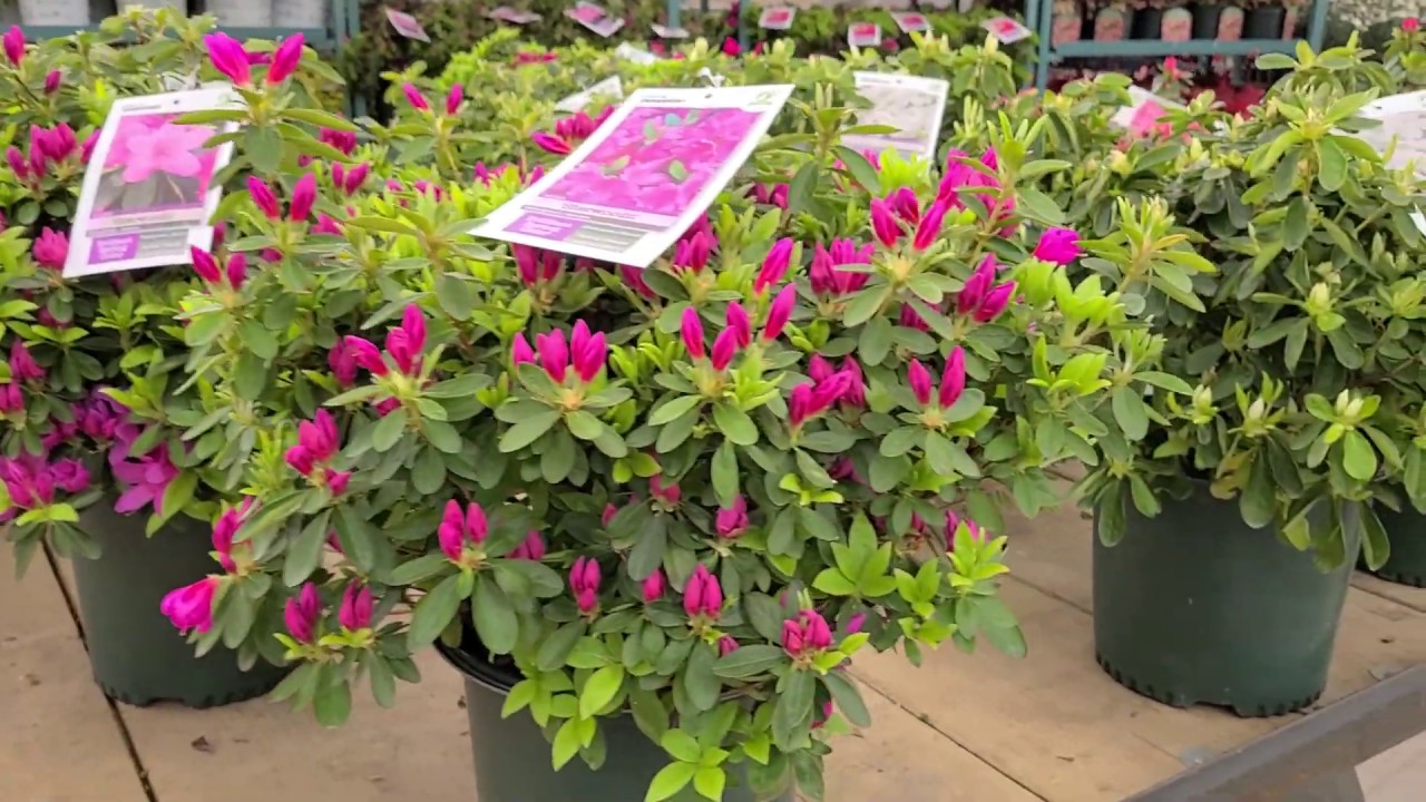 Bring the Magic of the Masters Golf Tournament Home//Azaleas🌈 for the Northeast and Mid-Atlantic