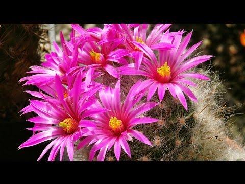 Video: Kakteen Der Gattung Mammillaria, Einige Arten, Haftbedingungen - 1