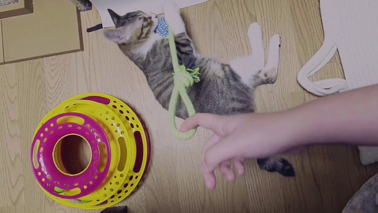고양이들 밧줄 터그놀이 / Kittens playing with rope - YouTube