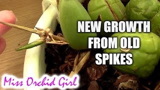 New growth from flower spikes on Coelogyne cristata Orchid