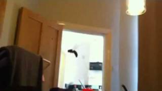 Taking a wasp for a walk
