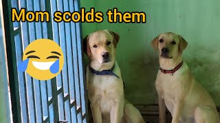MY Dog Funny Reaction When Mom Scolds Them Next Level LoL😂 by Kio And Bella 2,833 views 1 year ago 3 minutes, 14 seconds