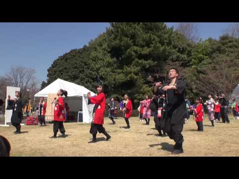 各務原桜まつり２０１７　【総踊り】　キムチの気持ち