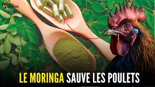 Partie 17: FAUT utiliser LES FEUILLES DE MORINGA POUR SAUVER le poulet local SUR VOTRE FERME, poulet