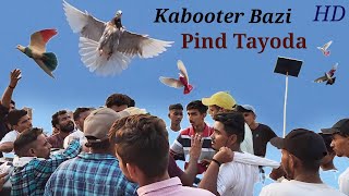 Tournament // Pind Tayoda Haryana  // Kabootar Bazi Panjabi Song Video // Babbu mann