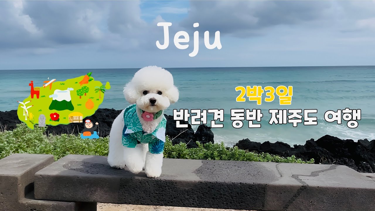 강아지랑 제주도 여행 (제주 댕댕 도장 깨기🐶👊🏻) @장꾸우동동 (Traveling to Jeju Island with my dog)