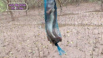 không có gì ăn đi đặt cá thòi lòi ăn