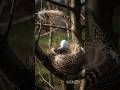 A large egg falls from the nest into the snow 😭 #ai #crazy toy tv