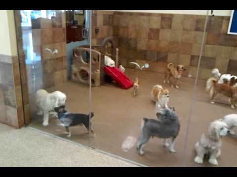 Doggie day camp at petsmart - YouTube