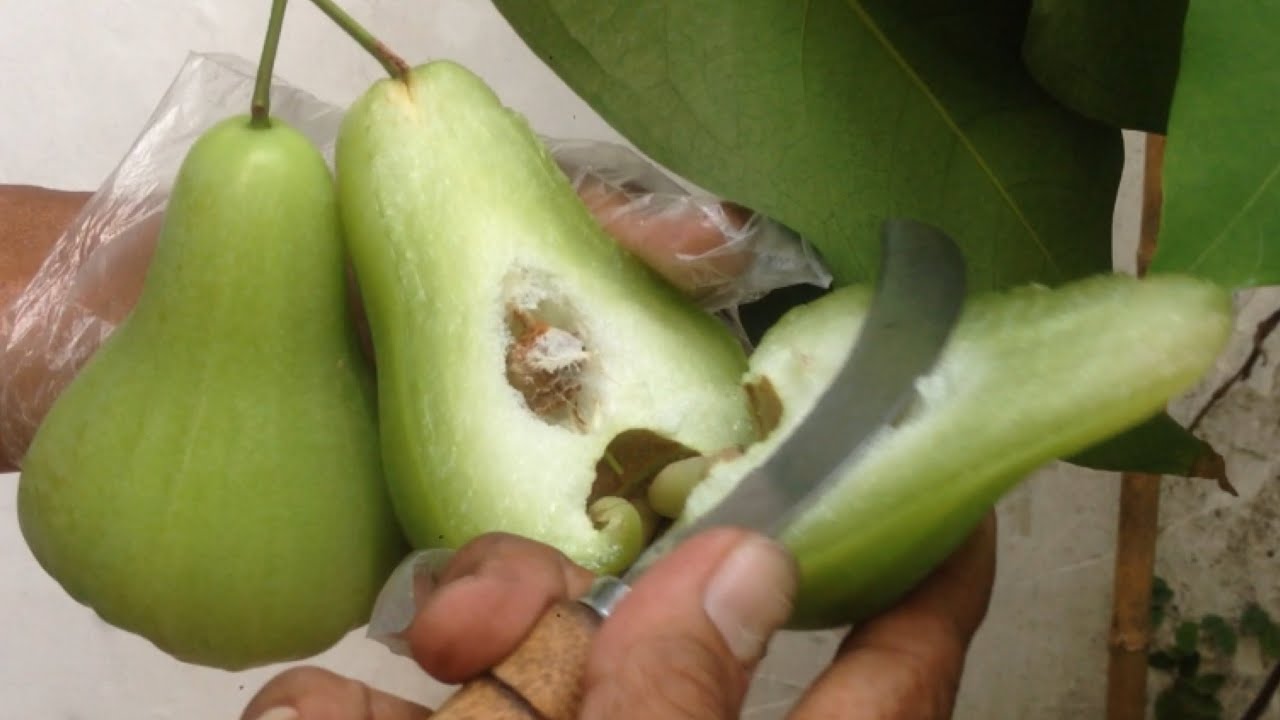 JAMBU AIR MADU HIJAU RAKSASA YouTube