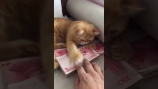 Chinese Cat Want To Save His Yuan 2