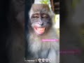Funny monkey 