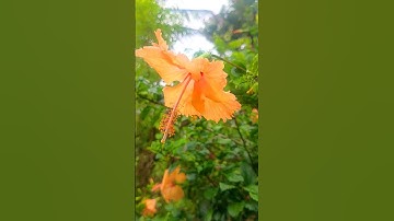 Thumbnail of veitu thottam #nature #flowers #song #love