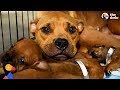 Mother Dog Keeps Her Pups Safe During Hurricane - ABILENE | The Dodo