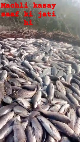 Multan Fish Multan fish farm #food #multan - YouTube