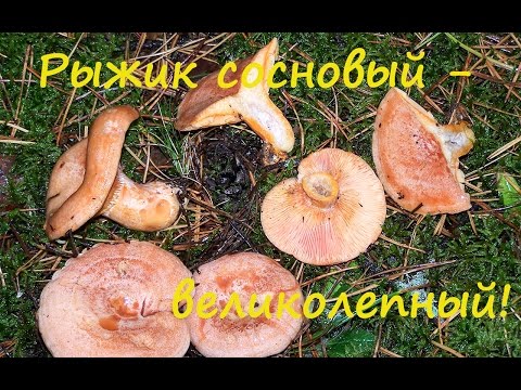 Рыжик сосновый. В лесу и на столе.
