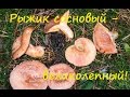 Рыжик сосновый. В лесу и на столе.