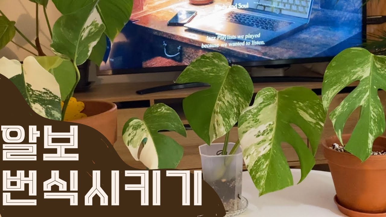 몬스테라 알보 번식 | 삽목