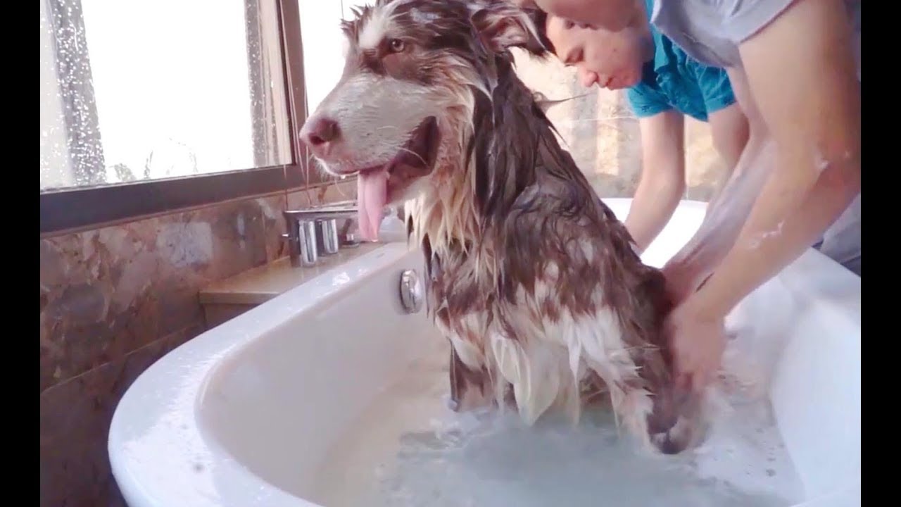 Tắm Spa cho Mật Alaska - Cách tắm dòng chó to tại nhà chuẩn thơm - Dog ...