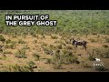 In pursuit of the grey ghost  john x safaris