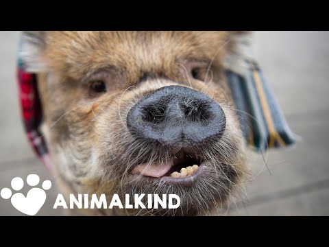 Pig is so popular she gets mobbed in town | Animalkind