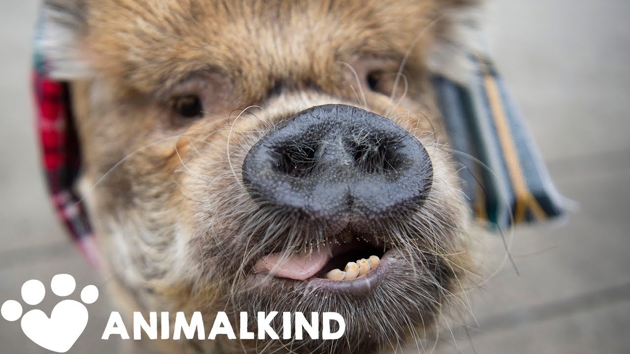 Pig is so popular she gets mobbed in town | Animalkind