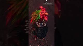 Pet Chicharron - Far Cry 6 Pet Chicharron - Far Cry 6