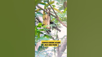 Burung Kolibri kelapa jantan di Aviary