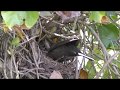 Crow raid's Blackbird Nest and Steals 4 young in one go 4K
