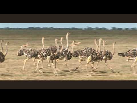 Video: Jambo! Safari • Leht 2