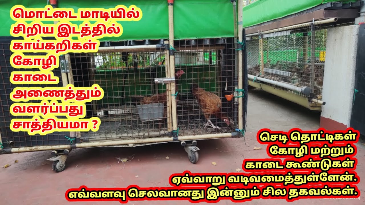 மொட்டை மாடியில் காய்கறிகள் , கோழி , காடை வளர்ப்பது சாத்தியமா ? கூண்டு முறையில் கோழி , காடை வளர்ப்பு
