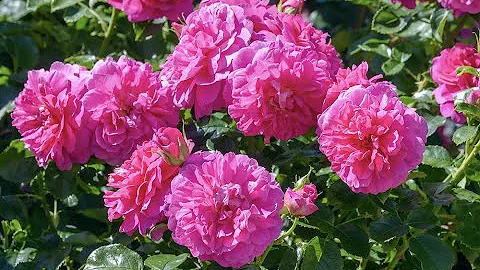 A life in roses - Michael Marriott