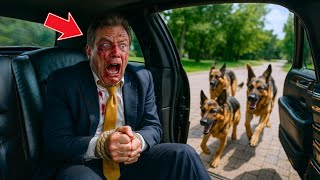 видео: РАНЕННЫЙ ВНУТРИ ЛИМУЗИНА В ПУСТЫНЕ, МИЛЛИАРДЕР УЖЕ НЕ ИМЕЛ СИЛ — ПОКА К НЕМУ НЕ ПОДОШЛИ ТРИ СОБАКИ.. картинка: РАНЕННЫЙ ВНУТРИ ЛИМУЗИНА В ПУСТЫНЕ, МИЛЛИАРДЕР УЖЕ НЕ ИМЕЛ СИЛ — ПОКА К НЕМУ НЕ ПОДОШЛИ ТРИ СОБАКИ..
