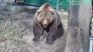 Медведь Мансур - Mansur the Bear (Насыщенный день Мансура!!)