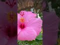 I am a sucker for flowers! #music #phonkmusic #hibiscus #cute