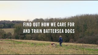 We're all in, for them | How We Care for and Train Battersea Dogs by Battersea Dogs and Cats Home 418 views 3 weeks ago 1 minute, 25 seconds