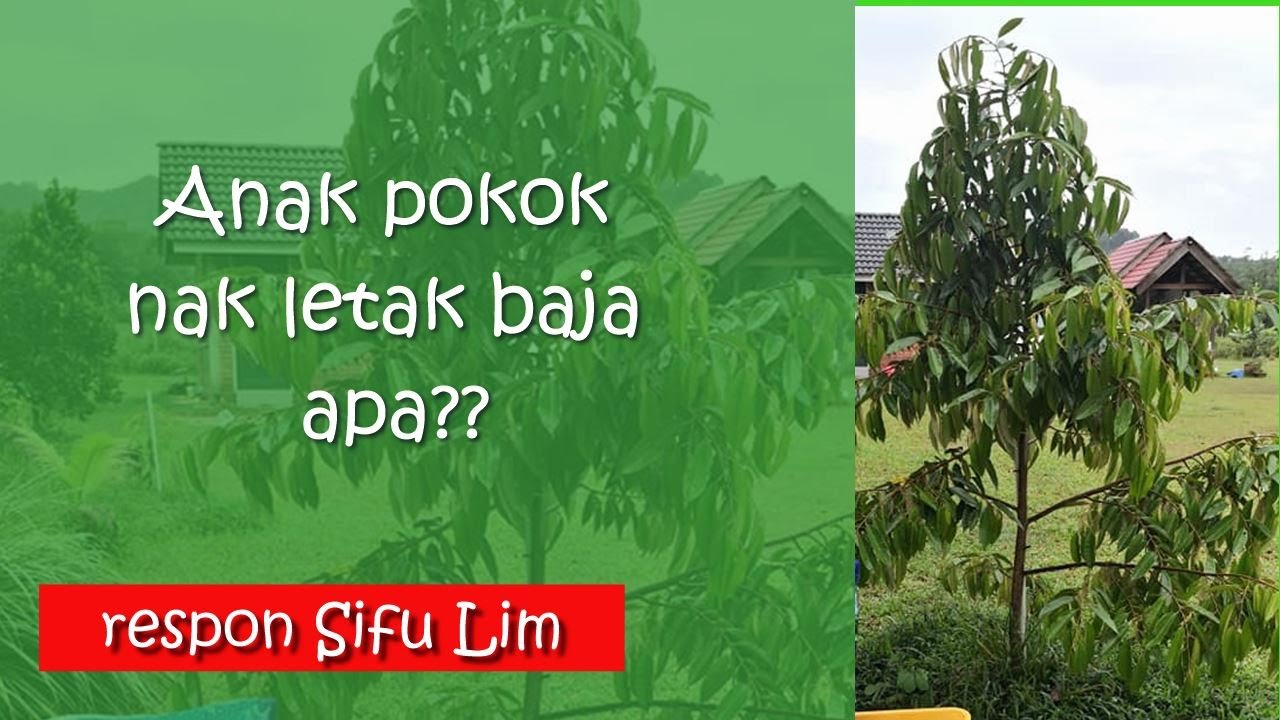 Pembajaan terbaik untuk pokok durian usia muda - Sifu Lim