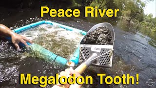 Peace River Megalodon Tooth! We Finally Found a Meg! Fossil Hunting! Things to do in Florida!