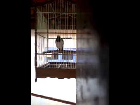 Jalak suren malaysia gacocor 