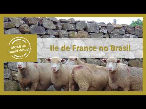 Raças no Brasil - ILE DE FRANCE, vídeo 2