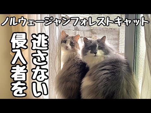 ノルウェージャンフォレストキャットってこんな猫❗️とことん追い詰めるハンターなんです💦