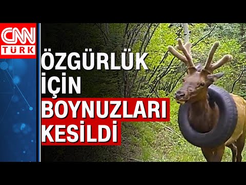 Video: Geyik boynuzları (fotoğraf). Neden geyik boynuzları? Geyikler boynuzlarını ne zaman döker?