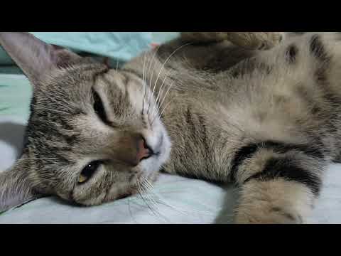 Very Sleepy Cat and Can't get up