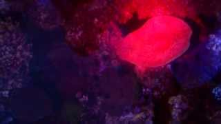 Marine LED Critter torch by Albert Thiel screenshot 4