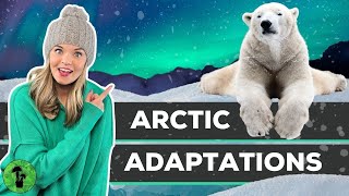 Arctic Adaptations | How Do Animals Survive The Cold?
