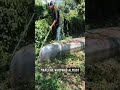 This Backyard Hidden Jungle Completely Swallowed Her Fence, So I Cleared It For Free #lawncare