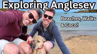 Exploring Anglesey With Our Dog Beaches, Cruise Ships Coastal Walks