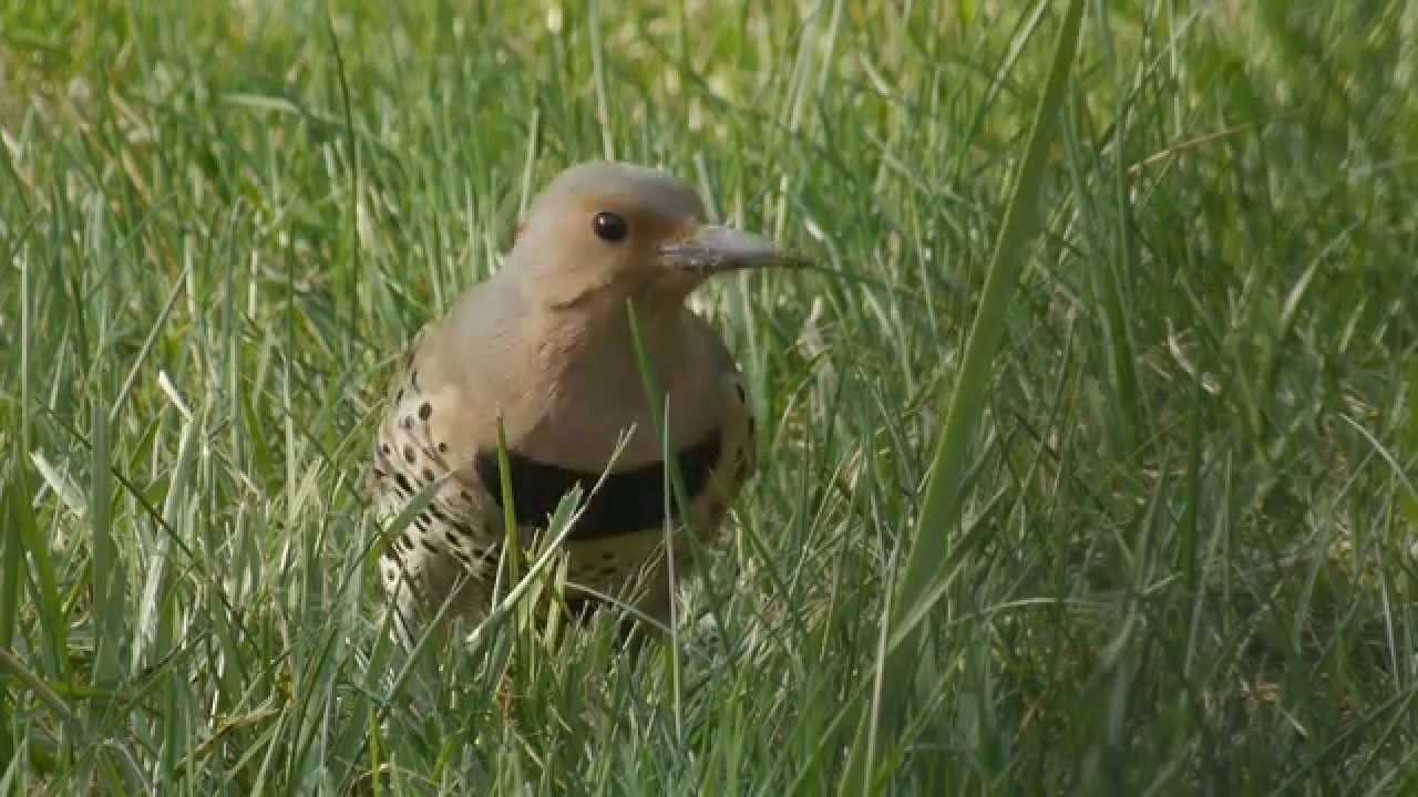 Yellow Shafted Northern Flicker (woodpecker) 
