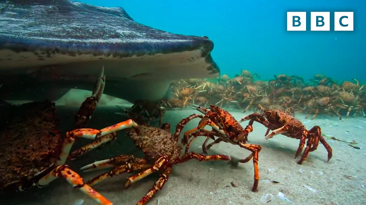 The incredible unity of the spider crab | Spy in the Ocean - BBC - DayDayNews